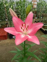 [5059 Arbatax No01.JPG]